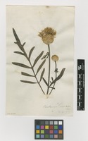 Filed as Centaurea orientalis L. [family ASTERACEAE]