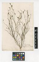 Filed as Antirrhinum spartum L. [family PLANTAGINACEAE]
