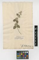 Filed as Ballota pseudodictamnus (L.) Benth. [family LAMIACEAE]