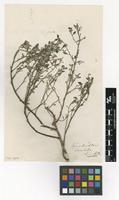 Filed as Forsskaolea candida L.f. [family URTICACEAE]