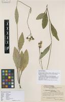 Lectotype of Hieracium murorum L. subsp. interveniens Dahlst. [family ASTERACEAE]