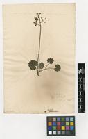 Filed as Saxifraga hirsuta L. [family SAXIFRAGACEAE]