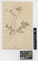 Filed as Caucalis muricata (L.) Crantz [family APIACEAE]
