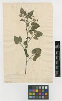 Filed as Solanum pimpinellifolium L. [family SOLANACEAE]