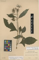 Filed as Crassocephalum crepidioides (Benth.) S.Moore [family ASTERACEAE]