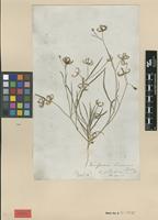 Type? of Koelpinia linearis Pall. [family ASTERACEAE]