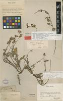 Filed as Hermannia argyrata C.Presl [family MALVACEAE]