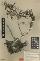 Isotype of Acacia ferocior Maiden [family FABACEAE]