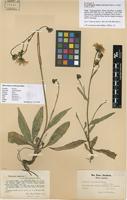 Lectotype of Hieracium saxifragum Fr. subsp. contextum Dahlst. ex Zahn [family ASTERACEAE]
