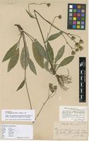 Neotype of Hieracium extensiforme Dahlst. [family ASTERACEAE]