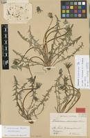Lectotype of Taraxacum scanicum Dahlst. [family ASTERACEAE]