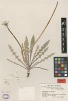 Isotype of Taraxacum heleonastes G.E.Haglund [family ASTERACEAE]
