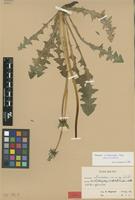 Holotype of Taraxacum intumescens G.E.Haglund [family ASTERACEAE]