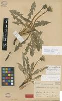 Isolectotype of Taraxacum laetifrons Dahlst. ex Henry H.Johnst. [family ASTERACEAE]