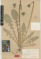 Isolectotype of Taraxacum latissimum Palmgr. [family ASTERACEAE]