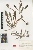 Isotype of Taraxacum maritimum Hagend. , Soest & Zevenb. [family ASTERACEAE]