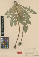 Isotype of Taraxacum nemorum G.E.Haglund [family ASTERACEAE]