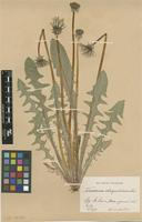 Isolectotype of Taraxacum obliquilobum Dahlst. [family ASTERACEAE]