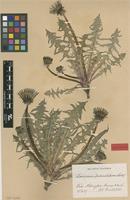 Isolectotype of Taraxacum pectinatiforme H.Lindb. [family ASTERACEAE]