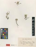 Isotype of Centaurea baldaccii Degen ex Halácsy [family ASTERACEAE]