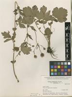 Isotype of Geum aleppicum Jacq. var. cuneatum B.Boivin [family ROSACEAE]