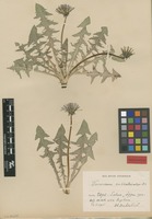 Isolectotype of Taraxacum sublaeticolor Dahlst. [family ASTERACEAE]