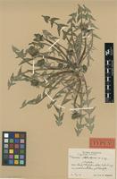 Holotype of Taraxacum vitelliniforme G.E.Haglund [family ASTERACEAE]