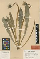 Holotype of Taraxacum xiphoideum G.E.Haglund [family ASTERACEAE]