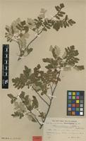 Syntype of Athyana weinmanniifolia (Griseb.) Radlk. f. tomentella Radlk. [family SAPINDACEAE]