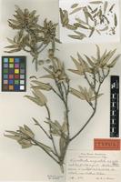 Type of Guettarda angustata Urb. & Ekman [family RUBIACEAE]