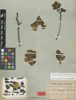 Isolectotype of Voacanga obtusa K.Schum. [family APOCYNACEAE]