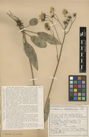 Type of Hieracium dipteroides Dahlst. [family ASTERACEAE]