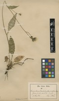 Syntype of Hieracium dovrense Fr. var. ivigtutense Almq. [family ASTERACEAE]