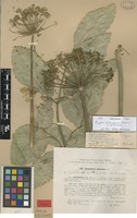 Isotype of Archangelica decurrens Ledeb. var. tschimganica Korovin [family APIACEAE]