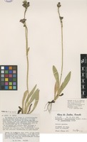 Isotype of Hieracium stoloniferum Waldst. & Kit. var. laurentianum Lepage [family ASTERACEAE]