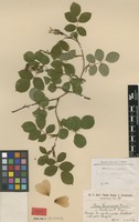 Type of Rosa kosinsciana Besser var. svrakinae Heinr.Braun [family ROSACEAE]