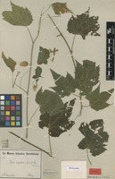 Isotype of Abutilon inflatum Garcke & K.Schum. [family MALVACEAE]