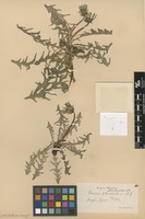 Syntype of Taraxacum landmarkii Dahlst. [family ASTERACEAE]