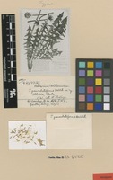 Type of Taraxacum pannulatiforme Dahlst. [family ASTERACEAE]