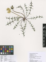 Filed as Taraxacum falcatum Brenner [family ASTERACEAE]