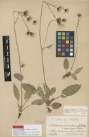 Lectotype of Hieracium serratifrons Almq. ex Dahlst. subsp. crassiceps Dahlst. [family ASTERACEAE]