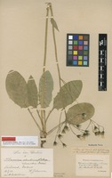 Lectotype of Hieracium sparsidens Dahlst. [family ASTERACEAE]