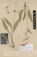 Lectotype of Hieracium subramosum Lönnr. var. trichellum Dahlst. [family ASTERACEAE]