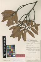 Isotype of Calophyllum acutiputamen Stevens [family HYPERICACEAE]
