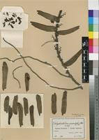 Type of Calyptrochilum orientale Schltr. [family ORCHIDACEAE]
