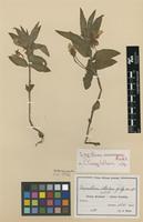 Filed as Impatiens stolzii Gilg [family BALSAMINACEAE]