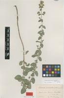 Type of Origanum pseudo-onites H.Lindb. [family LAMIACEAE]