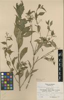 Type of Stapfiella ulugurica Mildbr. [family TURNERACEAE]