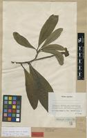 Isolectotype of Voacanga dregei E.Mey. [family APOCYNACEAE]