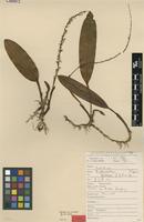 Type of Bulbophyllum kjellbergii J.J.Sm. [family ORCHIDACEAE]